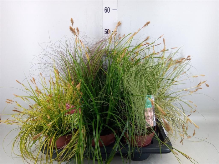 <h4>Carex   ...mix</h4>