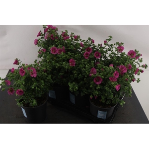 Anisodonthea 14 Cm. P. Cap. El Princess