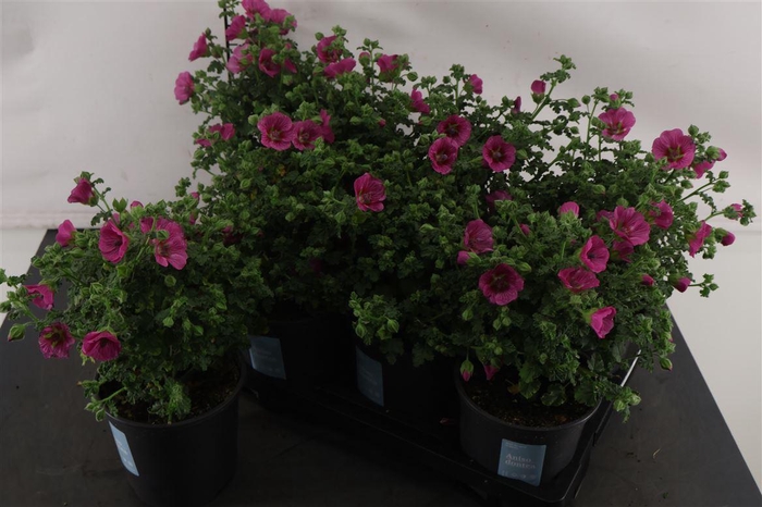 <h4>Anisodonthea 14 Cm. P. Cap. El Princess</h4>