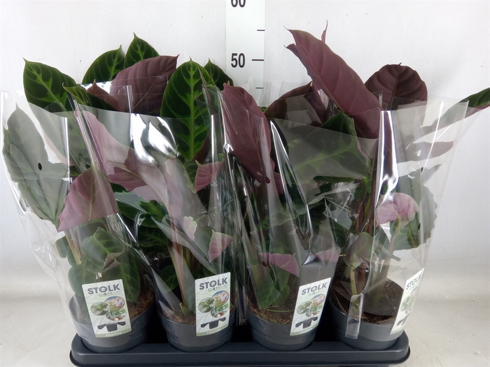 <h4>Calathea warscewiczii</h4>