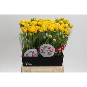 Ranunculus asiaticus 'Aazur Yellow'