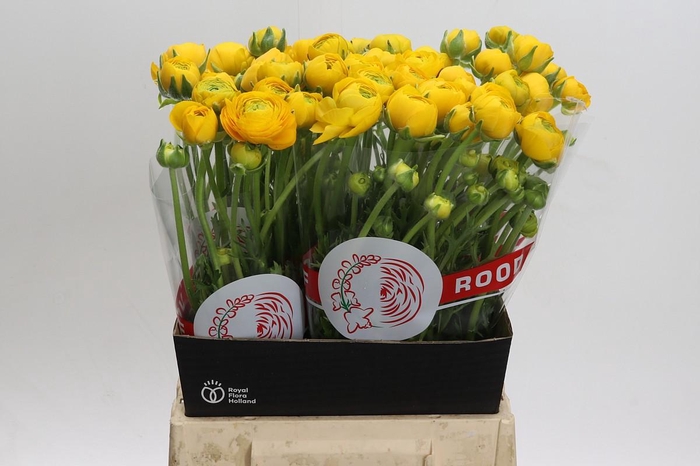 <h4>Ranunculus asiaticus 'Aazur Yellow'</h4>