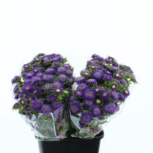 Callis Mats Lavender