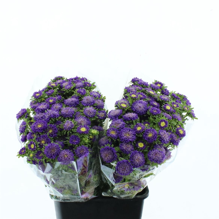 <h4>Callis Mats Lavender</h4>