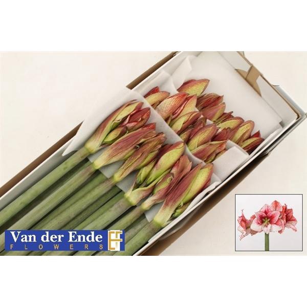<h4>Hipp Showmaster X18 Ende</h4>
