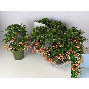 ARDISIA CR BOS PR SALMON