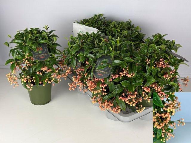 <h4>ARDISIA CR BOS PR SALMON</h4>