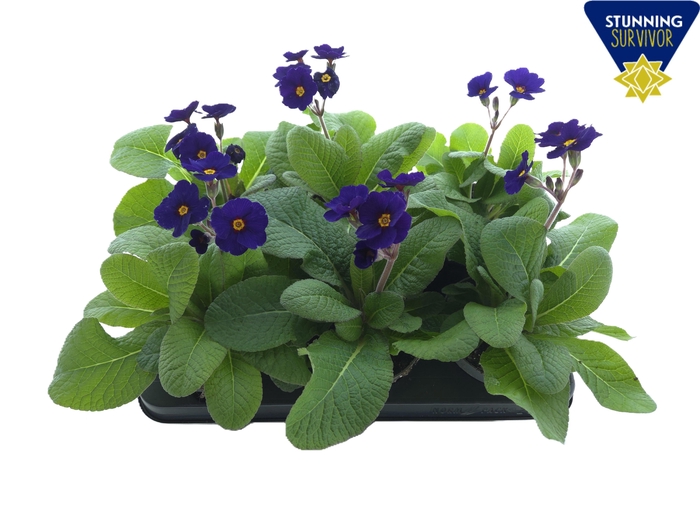 <h4>PRIM EL ST BLAU</h4>