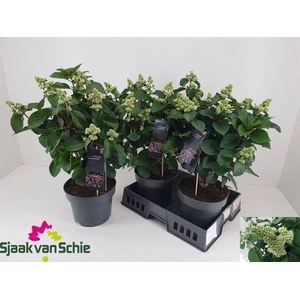 Hydrangea pani. Living Infinity