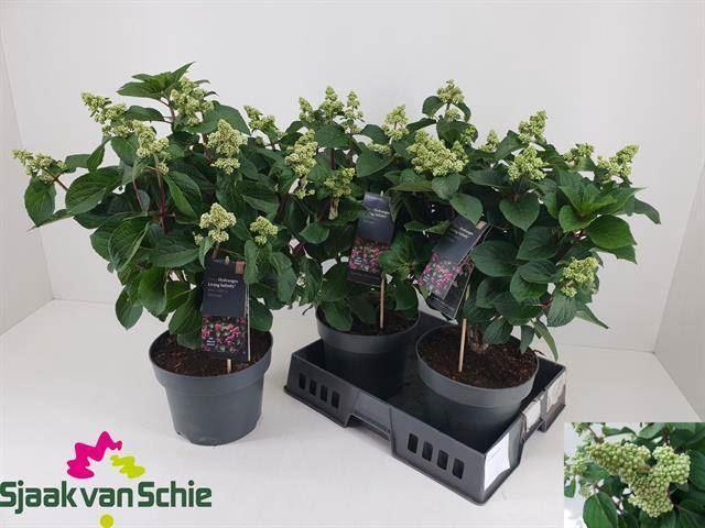 <h4>Hydrangea pani. Living Infinity</h4>