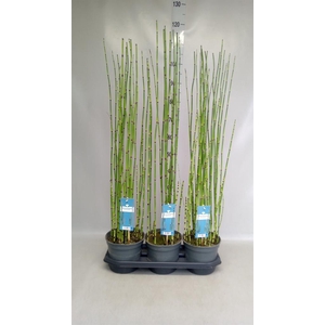 Equisetum hyemale