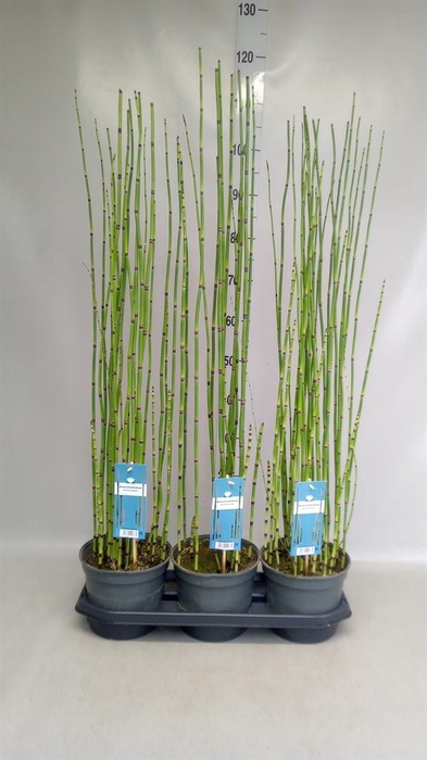 <h4>Equisetum hyemale</h4>