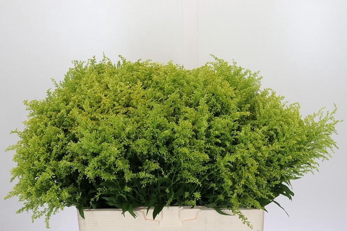 <h4>Solidago Tara Gold</h4>