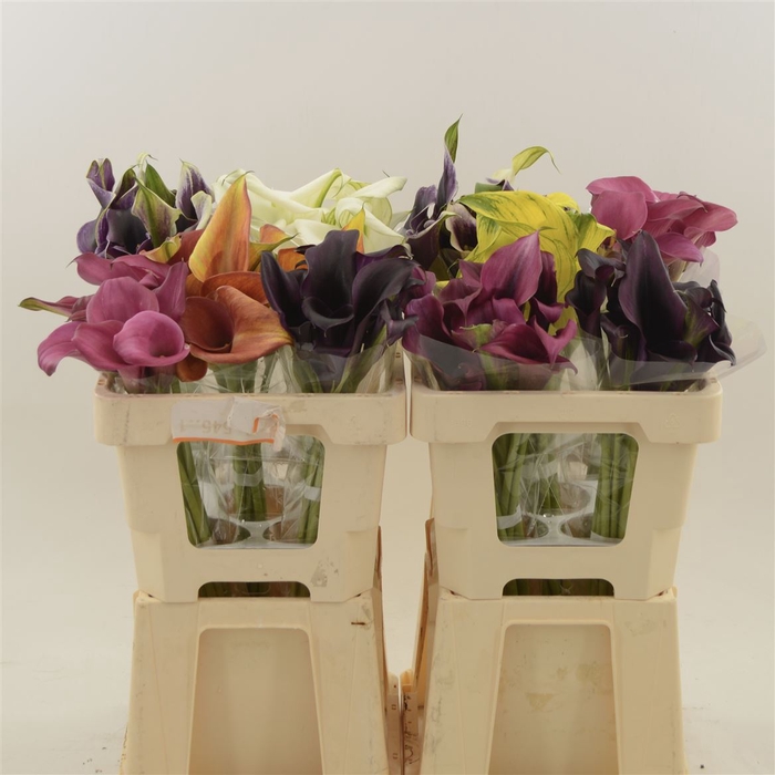 <h4>Calla Gemengd In Fust | Dubbelbloemig</h4>