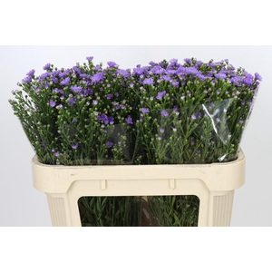 Aster Cassandra