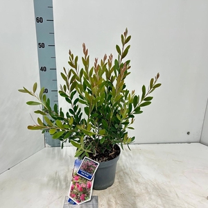 Callistemon citrinus Splen