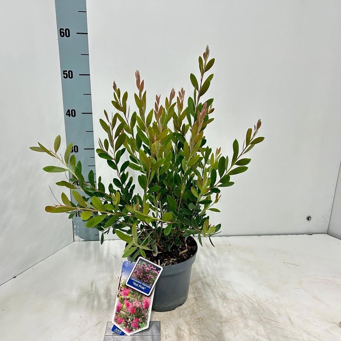 <h4>Callistemon citrinus Splen</h4>