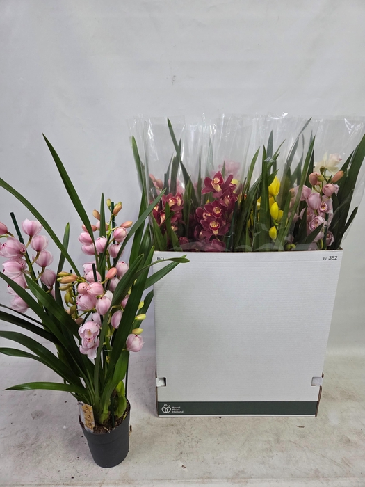 <h4>CYMB GEMENGD</h4>