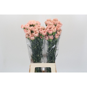Dianthus St Honey