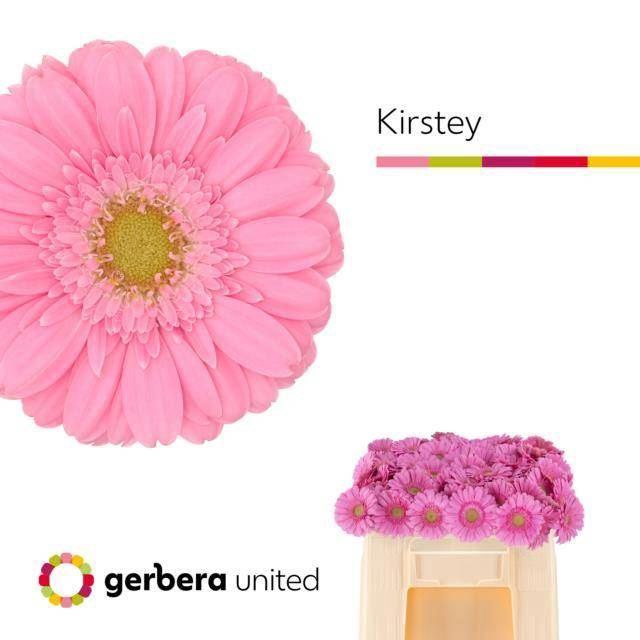 <h4>GERMINI KIRSTEY</h4>