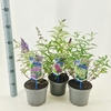 Buddleja