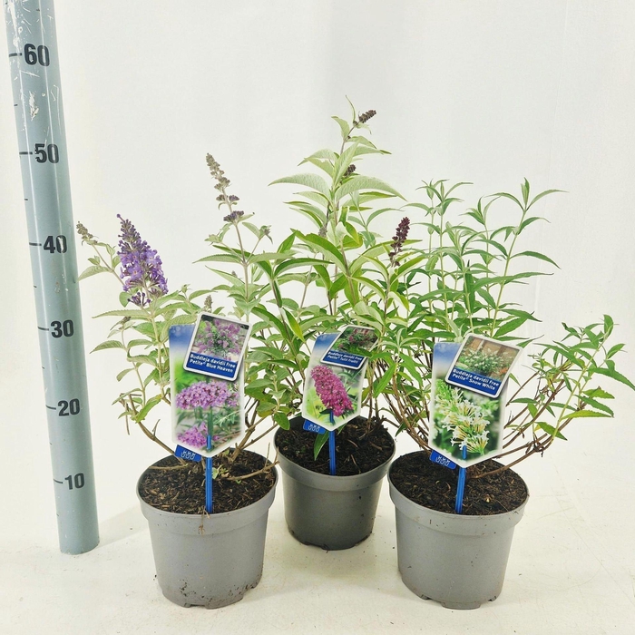 Buddleja