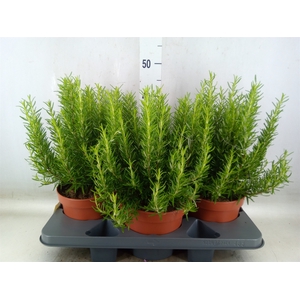 Rosmarinus officinalis   ...