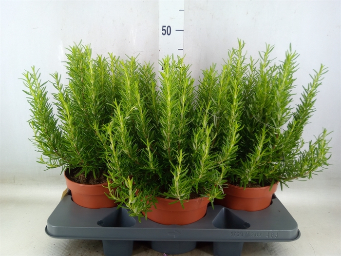 <h4>Rosmarinus officinalis   ...</h4>