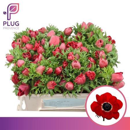 <h4>Anem Marianne Red</h4>