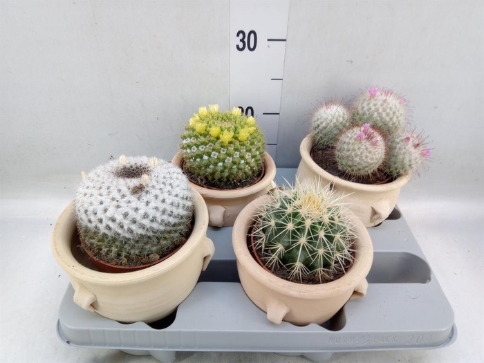 <h4>Cactus   ...mix</h4>