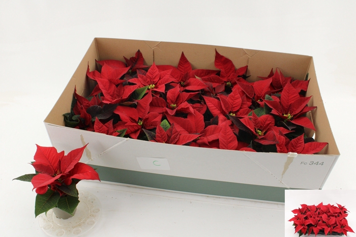 <h4>EUPHOR P CHR F RED</h4>