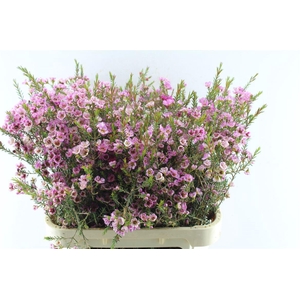 Chamelaucium Adi Pink