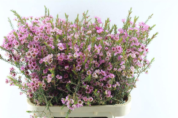 <h4>Chamelaucium Adi Pink</h4>