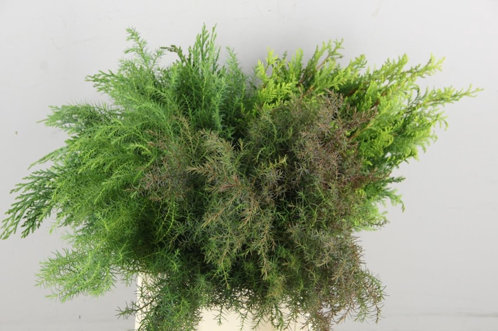<h4>CONIFEER MIXED PER BUNCH</h4>