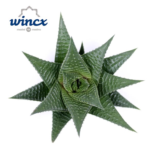 <h4>Haworthia Limifolia Cutflower</h4>