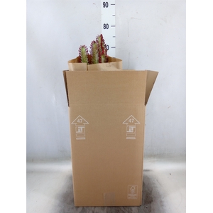 Euphorbia trigona 'Rubra'