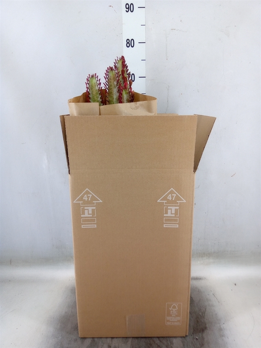<h4>Euphorbia trigona 'Rubra'</h4>
