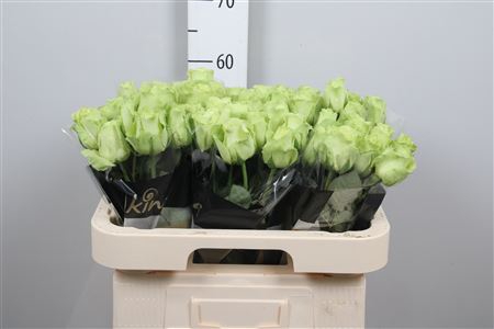 <h4>R Gr Green Generatio</h4>