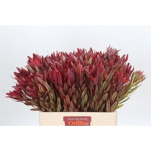 Leucadendron Jester