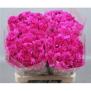 Di St Dark Farida 65