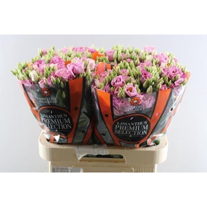 Eust G Rosita Rose Pink Waalz