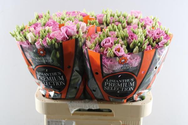 <h4>Eust G Rosita Rose Pink Waalz</h4>