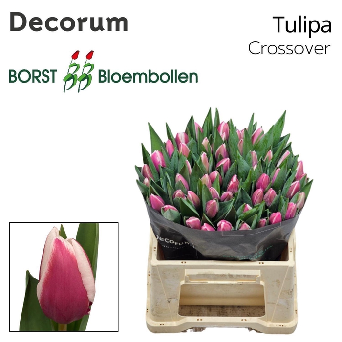 <h4>TU EN CROSSOVER</h4>