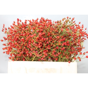 ROSA PRINSBERRY RED