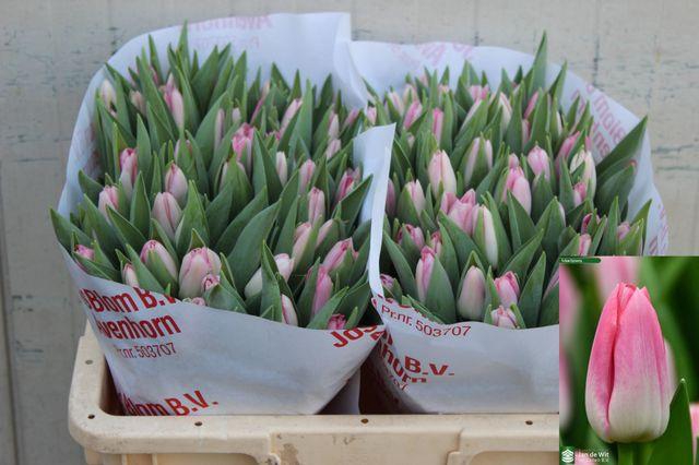 <h4>Tu En Dynasty</h4>