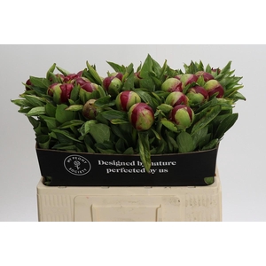 Paeonia Red Charm