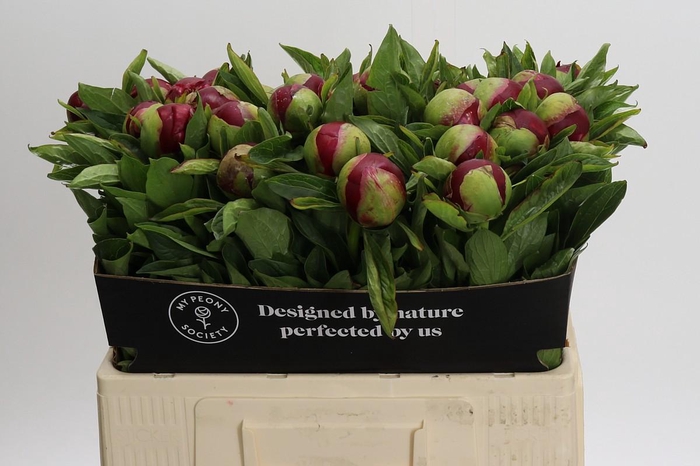 <h4>Paeonia Red Charm</h4>