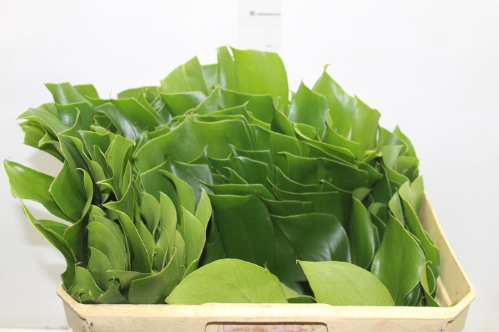 <h4>FOLH MONSTERA DELIC. 050 CM</h4>