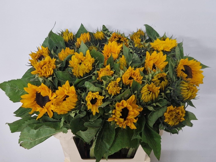 <h4>HELI SUNRICH ORANGE</h4>