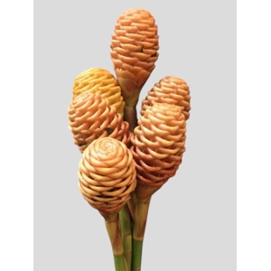 Ginger Shampoo Peach